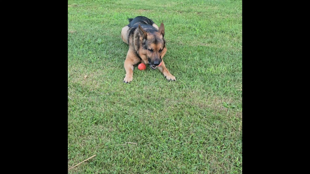 Virgil german shepherd.