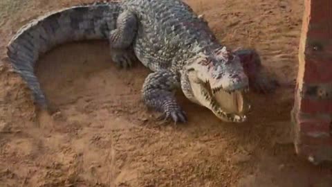 Crocodiles are afraid of shovels.
