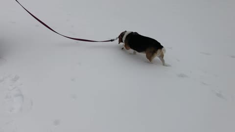 Snow day with Daisy the Beagle