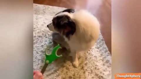 Funny Animals
