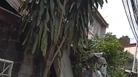 Pleasant Morning in Quezon City, Philippines
