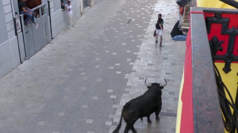 TOROS TARDE 24 mayo 2025 FIESTAS SANTA QUITERIA 2025