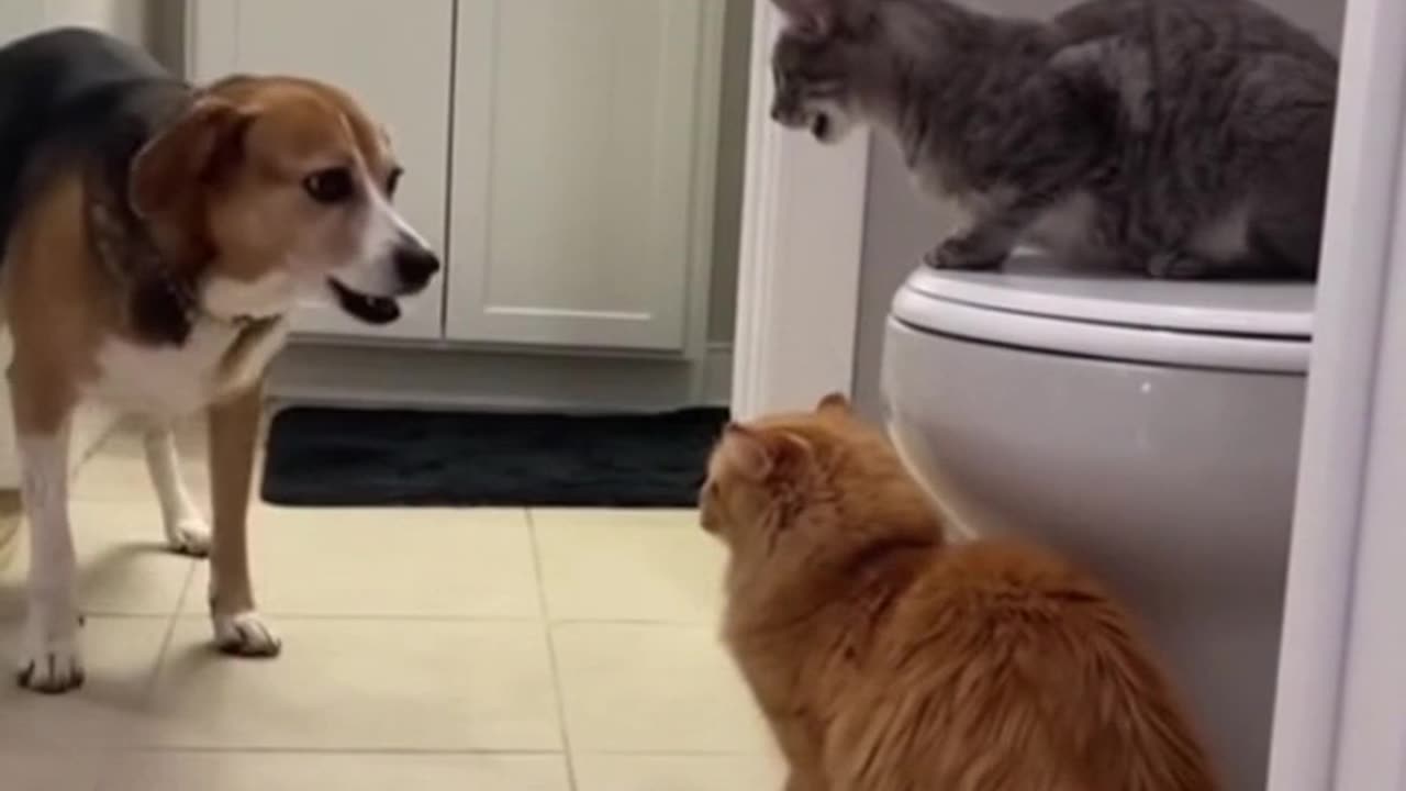 Dog vs 2 cats #viral