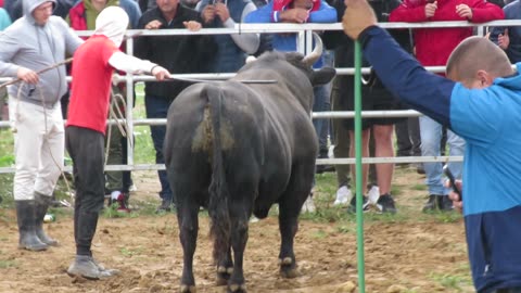Krivorog od Bajre vs Brizan od Patkovića Kutanja 2025