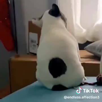 😂♥️🤣 These are the cutest dogs!