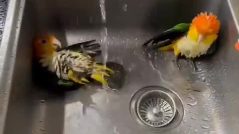 Parrots enjoying a bath on a hot day 