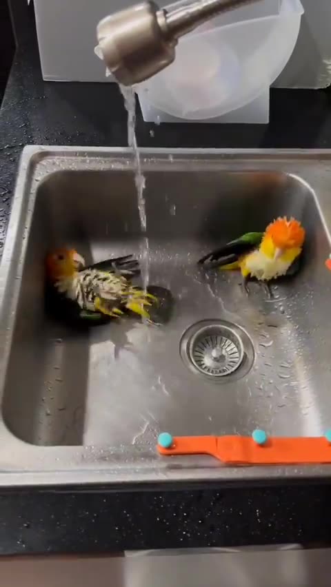 Parrots enjoying a bath on a hot day
