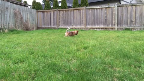 exploring the backyard 2