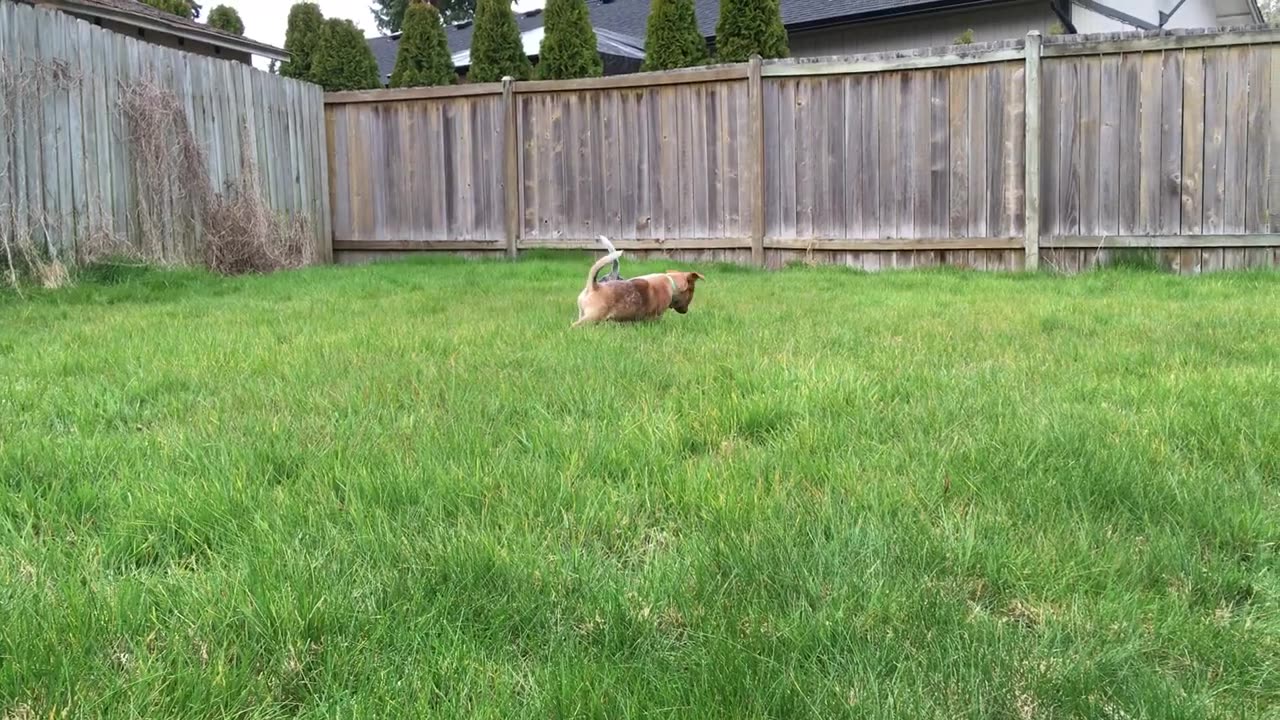 exploring the backyard 2