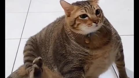 Funniest cat video ever 🤣