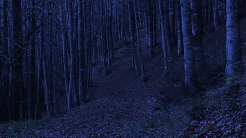 Horror Ambience - Haunted Woods