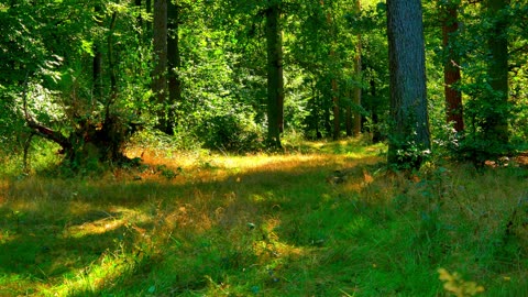 2 minutes of tranquility: Listen to the Whispering Forest Winds