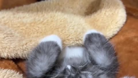 So cute