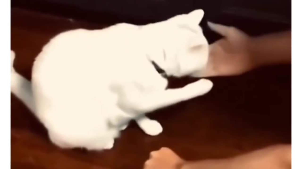 Cats Being Silly | Viral Fun 🐾😂