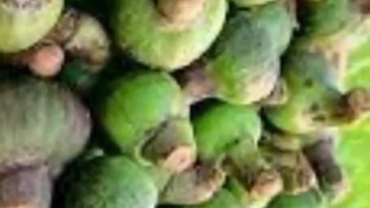 Two benefits of eating simbhal