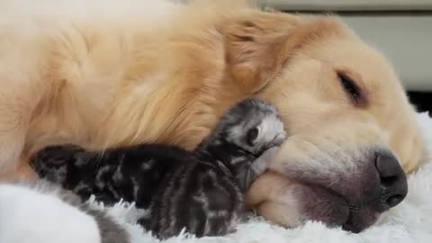 Golden Retrievers' heartwarming reaction to finding newborn kittens in cat bed