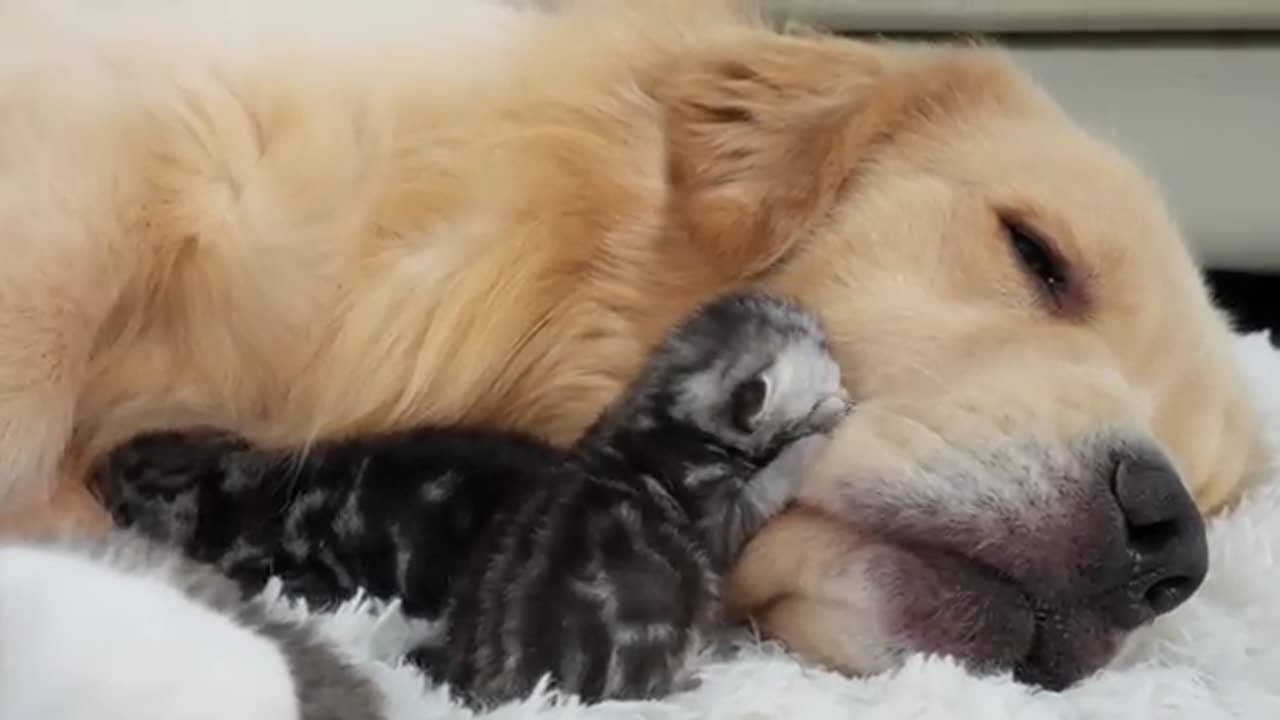 Golden Retrievers' heartwarming reaction to finding newborn kittens in cat bed