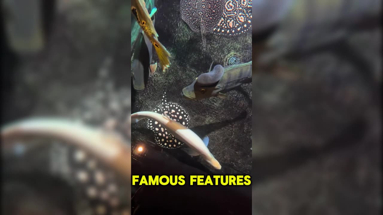 Stingrays: The Graceful Gliders of the Ocean