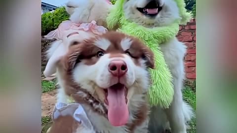 cute dog with✈️