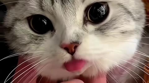 Cute Kitten Playing | Funny Cat Video 2025 🐾😂