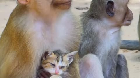 Monkey and cute cat play###