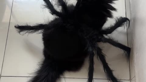 Cat-rantula Halloween Costume