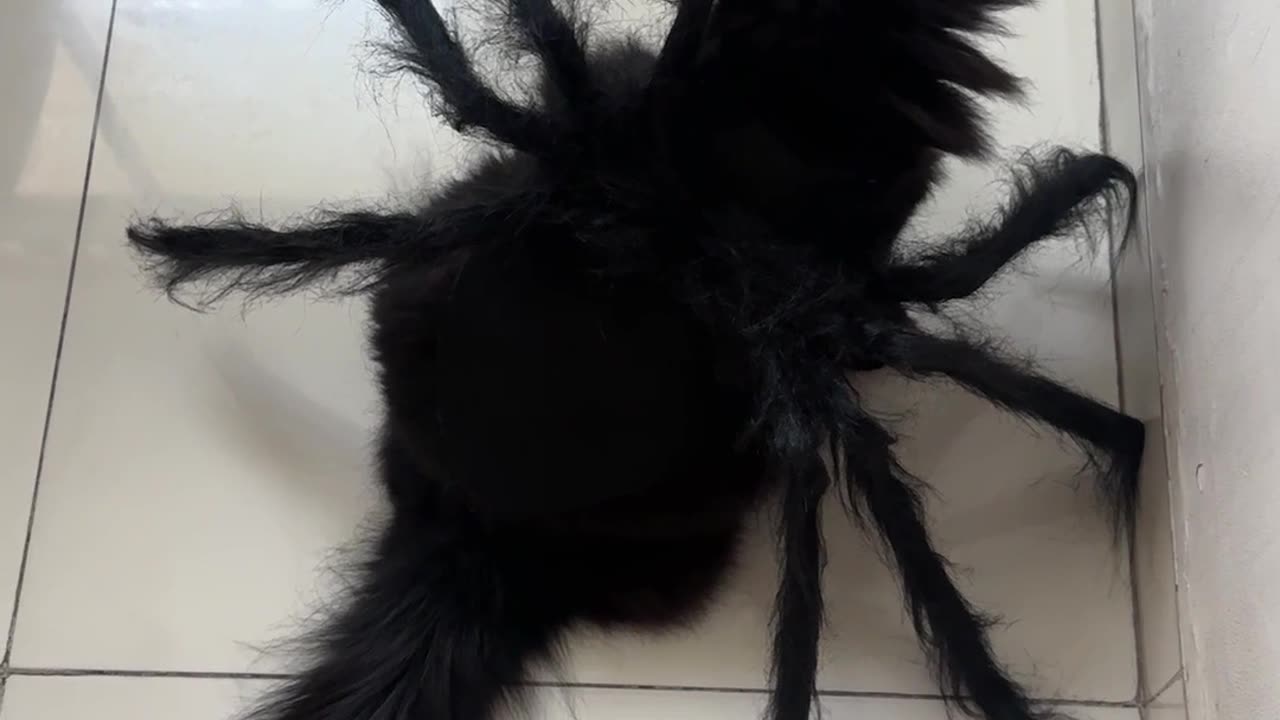 Cat-rantula Halloween Costume