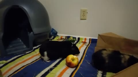 PUBERT & DAVID ENJOY AN APPLE