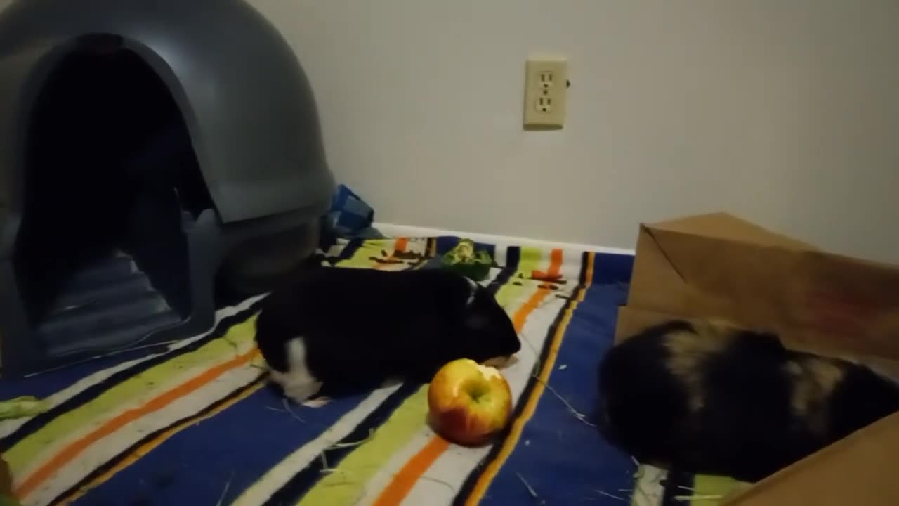 PUBERT & DAVID ENJOY AN APPLE