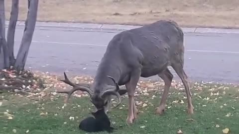 🤯✨ Curious Cat Messes With Deer! | FeedMyCuriosity