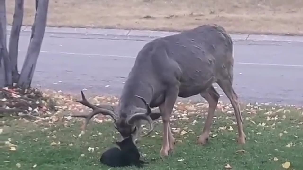 🤯✨ Curious Cat Messes With Deer! | FeedMyCuriosity