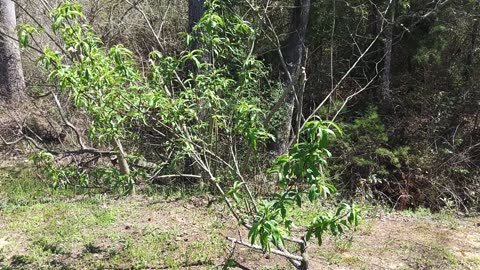 Baby peaches forming 3/16/25