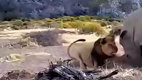 Power of horns