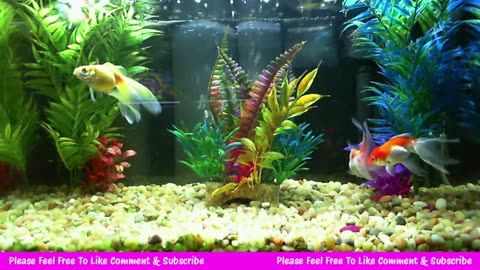 Fish Cam