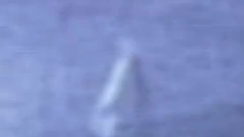 Is the Fresno Nightcrawler Real? Watch the Creepy Crawler Footage!
