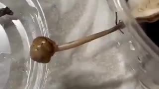 Parkour Snail