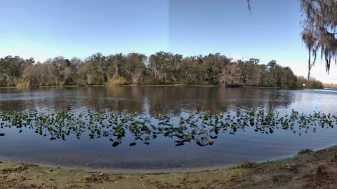 4K St. Johns River Time-Lapse: Florida Wildlife Magic 🐊🌿 (Jan 26, 2026)
