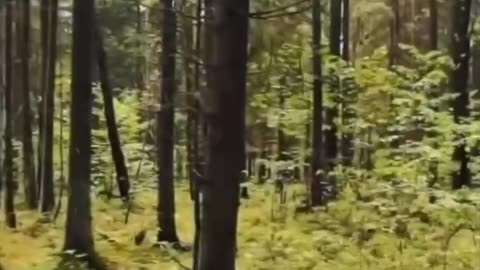 “Trees emit a frequency of 200Hz that grounds & stabilizes you,