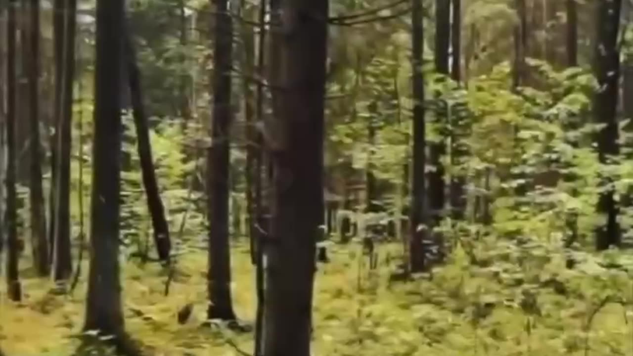 “Trees emit a frequency of 200Hz that grounds & stabilizes you,