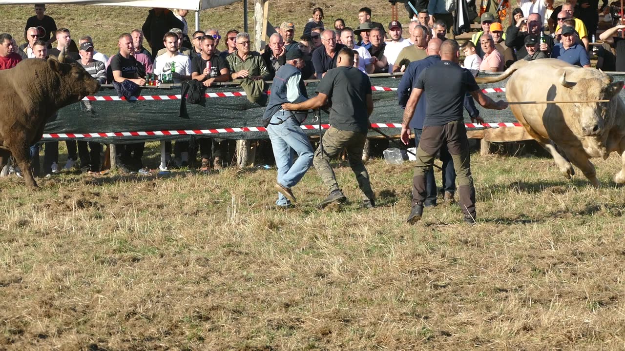 Golub od Kurtajevića vs Lugo od Bilandžije Ramići 2025