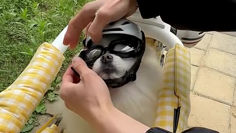 Cutest dog ever