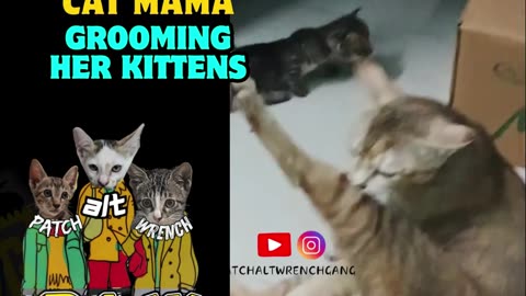Abyssinian Cat Mama grooming her kittens before adoption