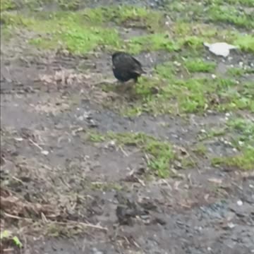 Blackbirds eating.