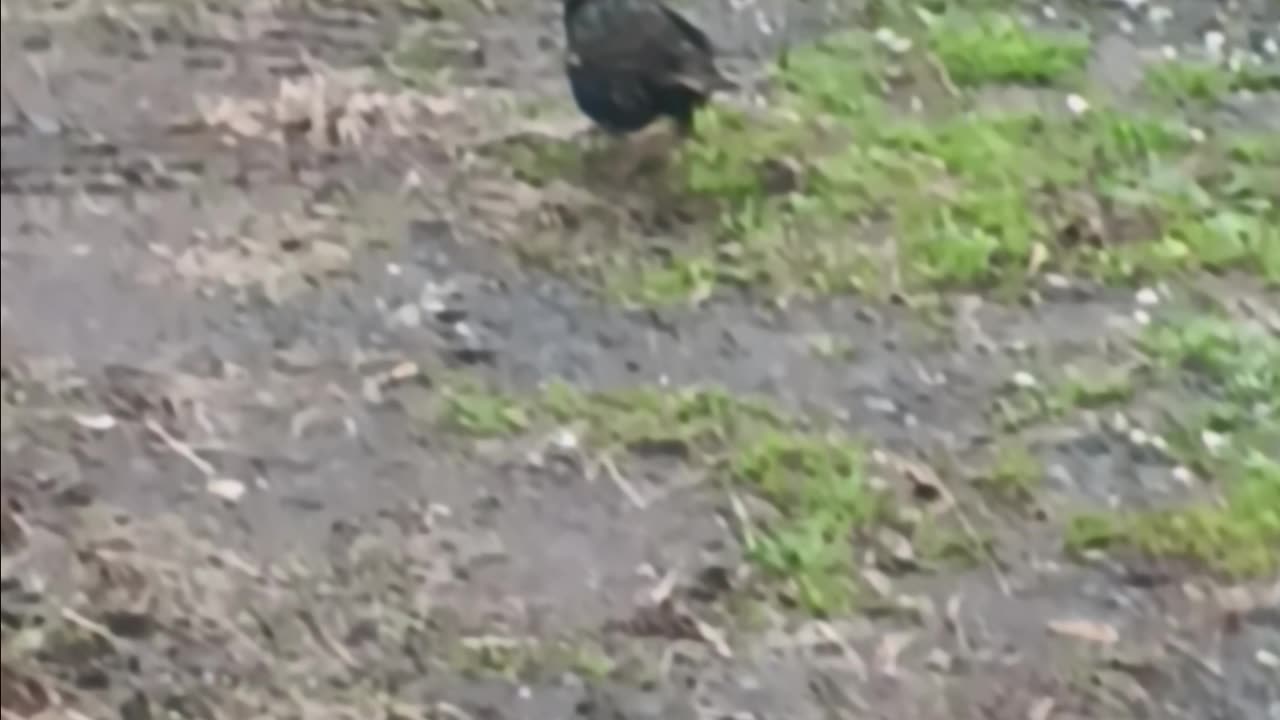 Blackbirds eating.