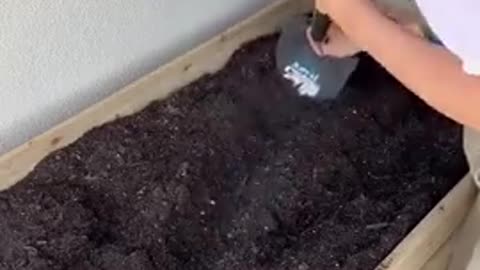 How to plant a herb garden and keep it alive.