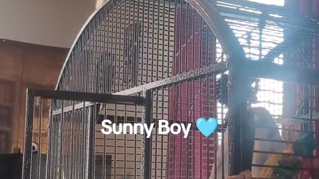 Sunny Boy
