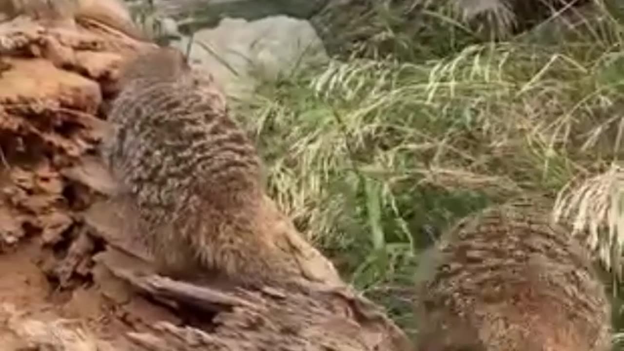 meerkat