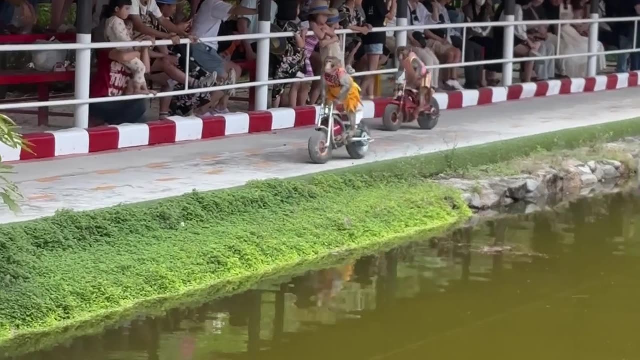 Monkeys Riding Motorcycles