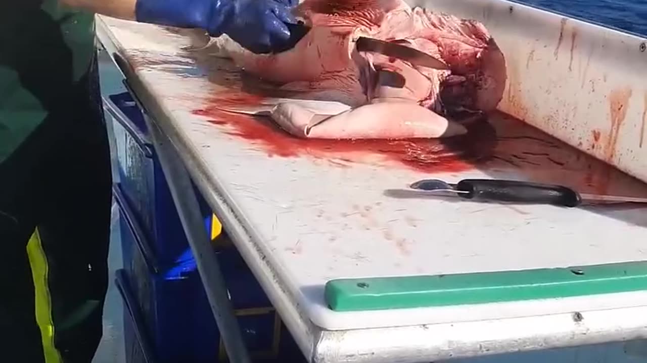 Amazing Shark Cutting Skills! 🦈🔪 Watch Till the End!#shorts