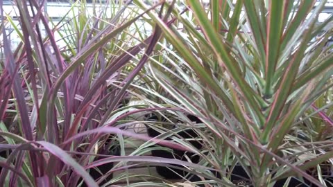 Snake Plant Care Guide
